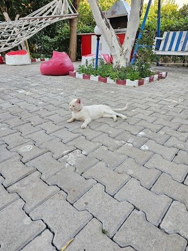 Fotoğraf 20