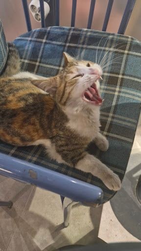 Yorum fotoğrafı 4