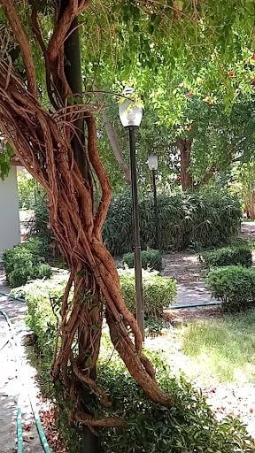 Fotoğraf 42