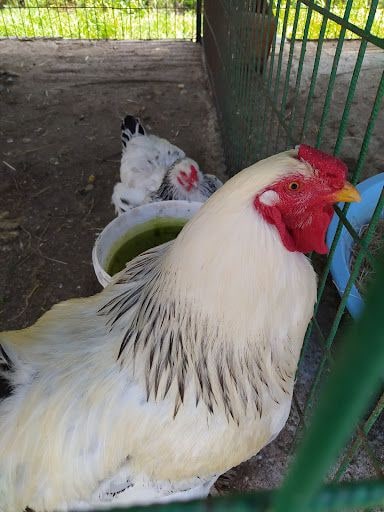 Fotoğraf 27