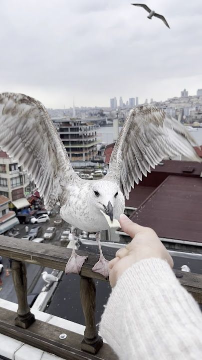 Fotoğraf 83