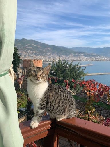 Yorum fotoğrafı 4