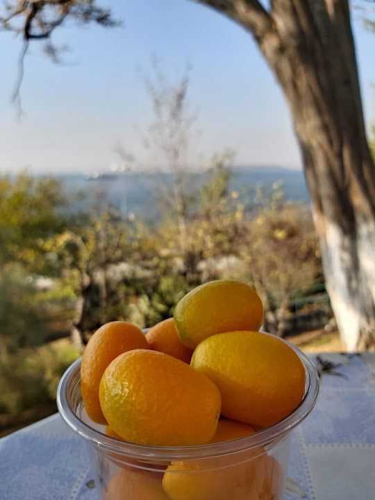 Fotoğraf 48
