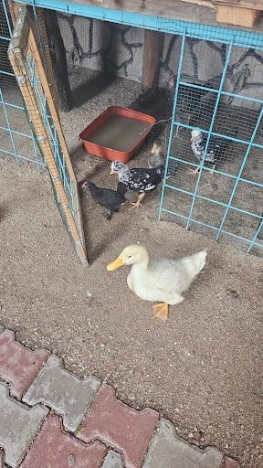 Yorum fotoğrafı 7