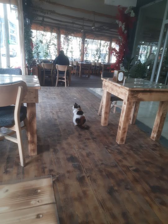 Yorum fotoğrafı 4