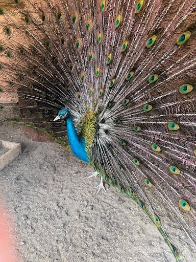 Yorum fotoğrafı 9