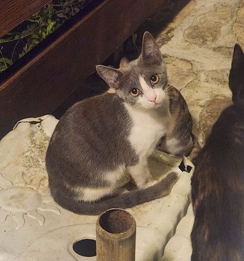 Yorum fotoğrafı 3