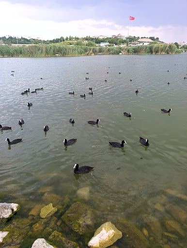 Yorum fotoğrafı 9