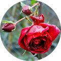 Murat Istemihan