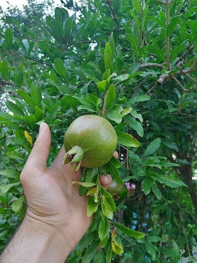 Yorum fotoğrafı 5