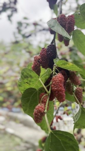 Yorum fotoğrafı 5