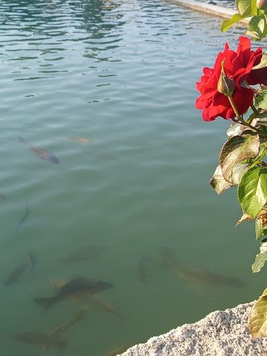 Yorum fotoğrafı 4