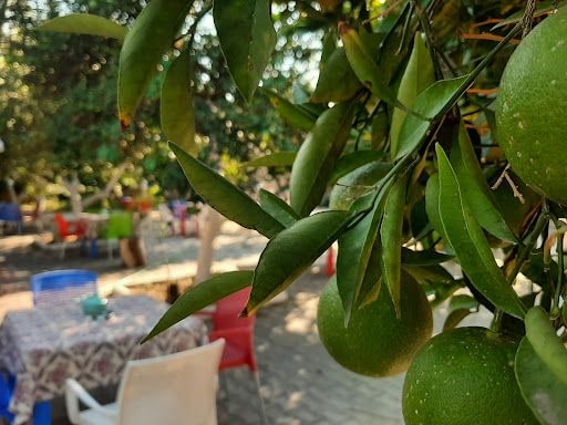 Fotoğraf 13