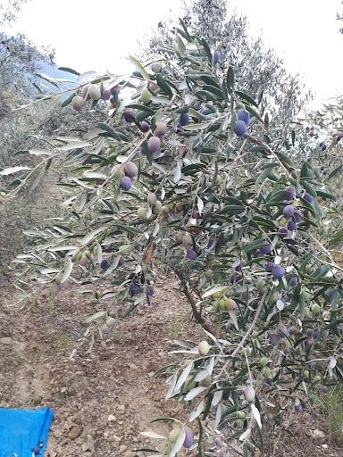 Yorum fotoğrafı 9