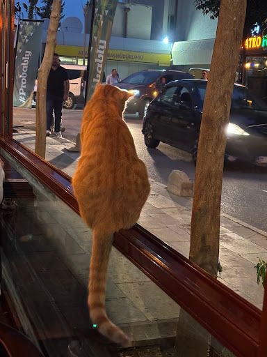 Yorum fotoğrafı 5