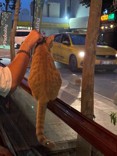 Yorum fotoğrafı 6
