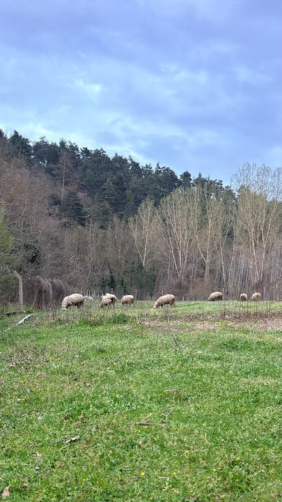 Yorum fotoğrafı 3