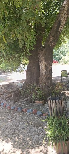Yorum fotoğrafı 6