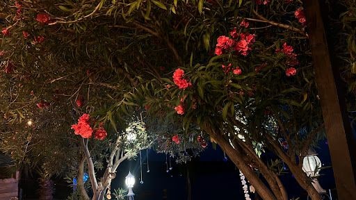 Fotoğraf 19