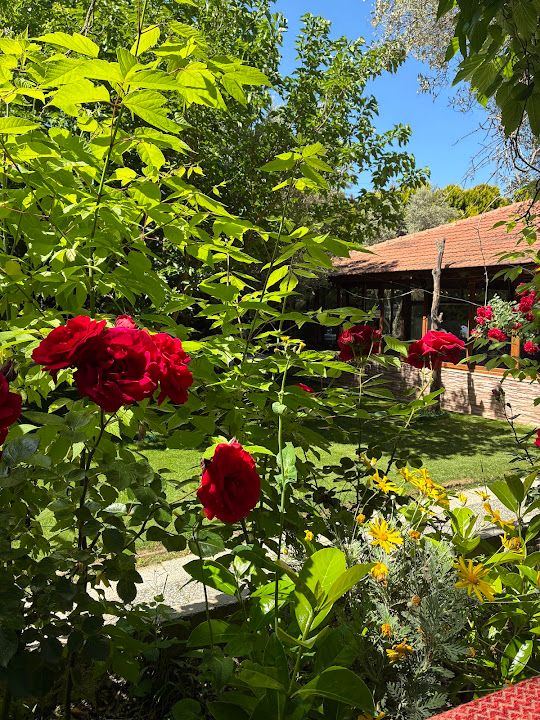 Fotoğraf 33