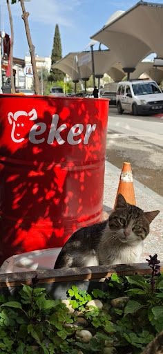 Fotoğraf 23