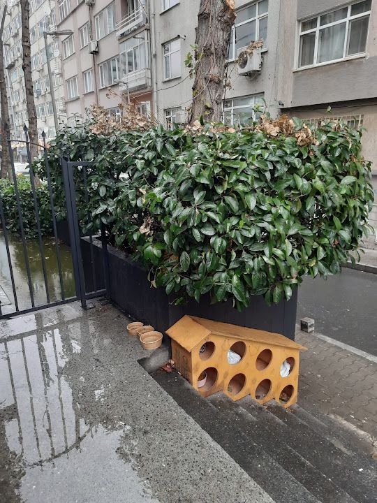 Yorum fotoğrafı 2