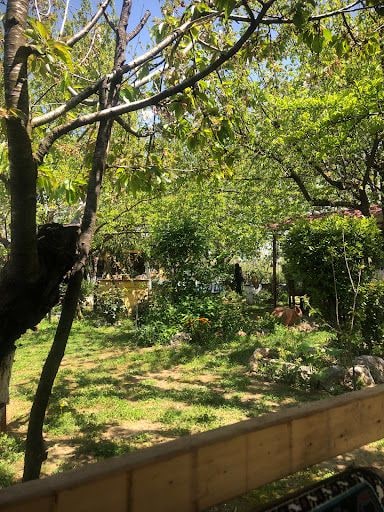 Fotoğraf 27