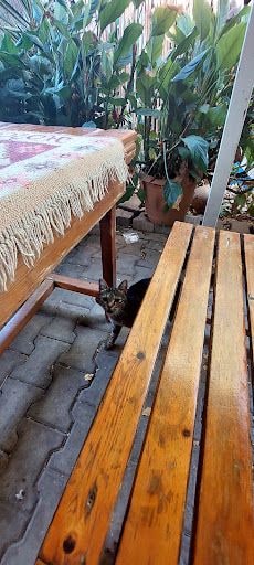 Yorum fotoğrafı 3