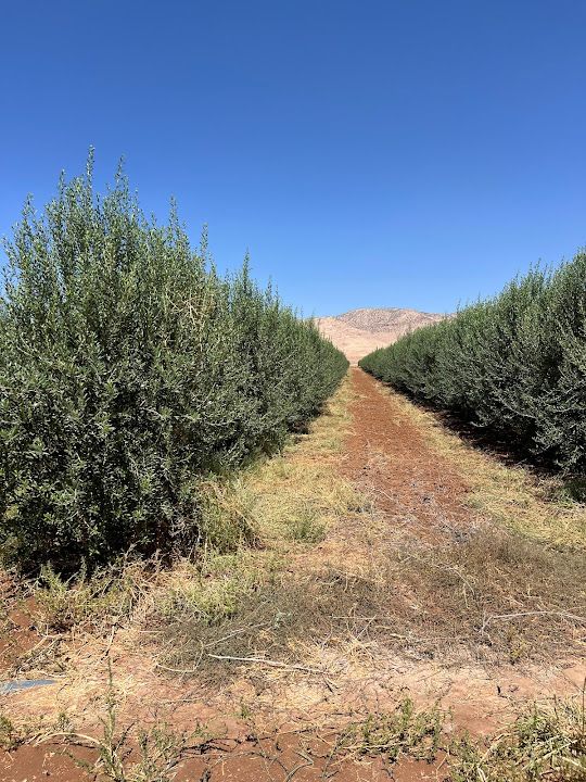 Arbequina Bahçesı