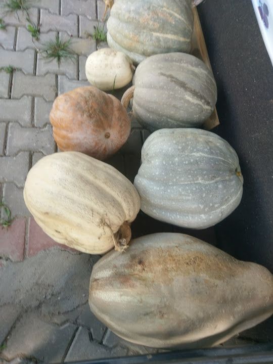 Fotoğraf 19