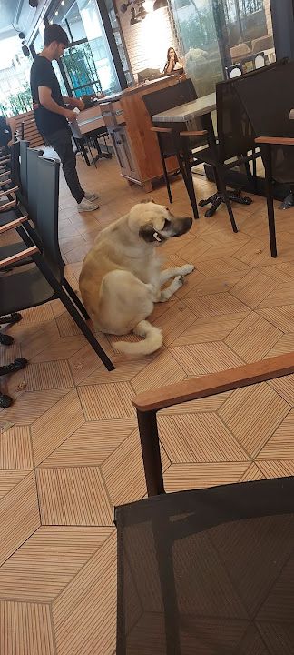 Yorum fotoğrafı 1