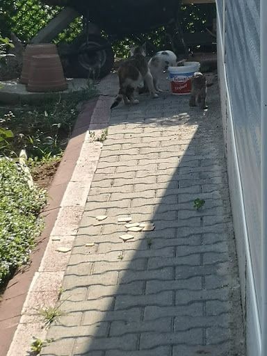 Yorum fotoğrafı 9