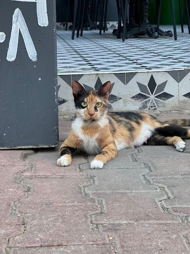 Yorum fotoğrafı 4