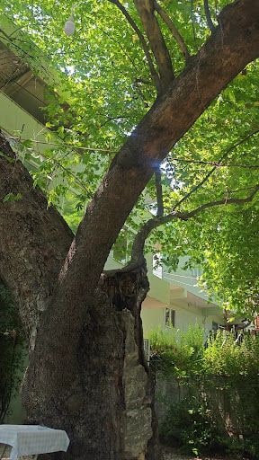Yorum fotoğrafı 6