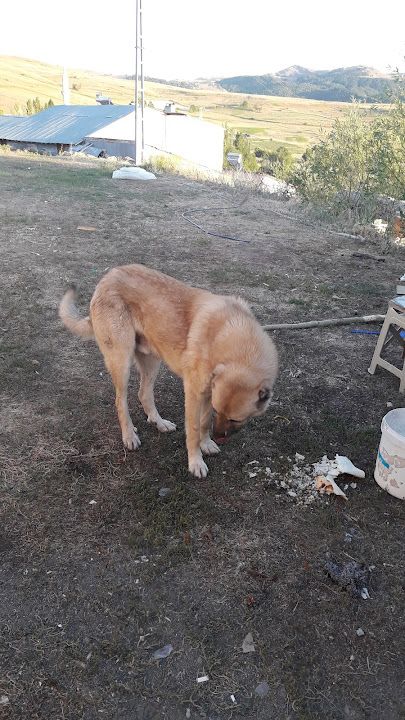 Yorum fotoğrafı 2