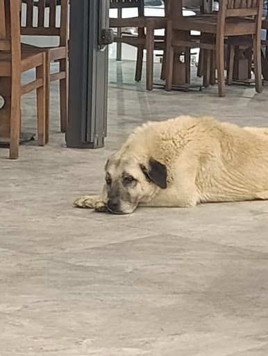 Fotoğraf 11