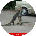 özgür adam