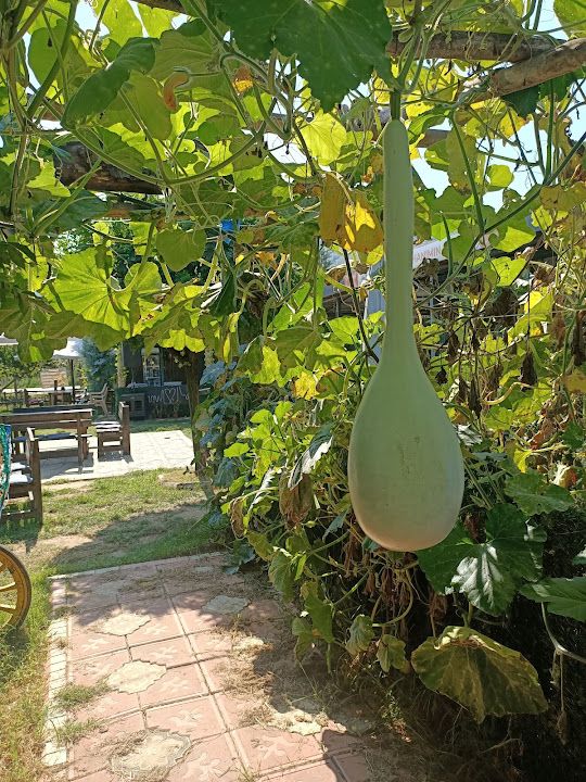 Fotoğraf 48