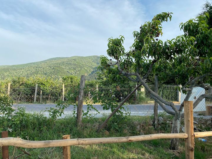 Fotoğraf 20