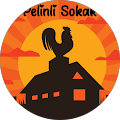 Pelin FIRAT