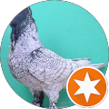 pigeons fall