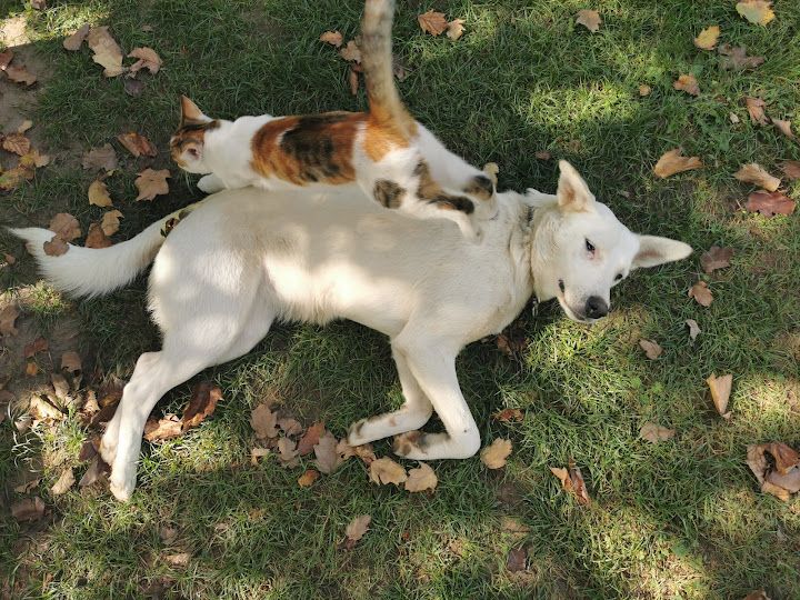 Yorum fotoğrafı 3