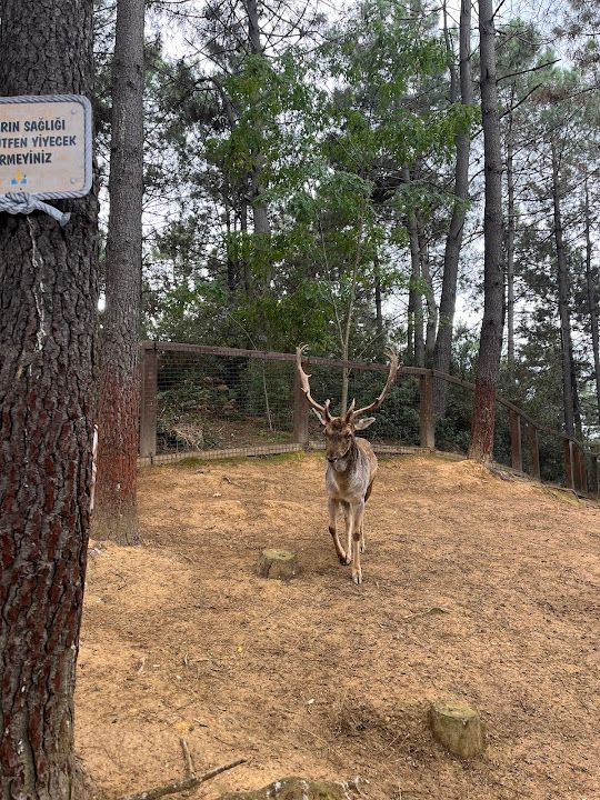 Yorum fotoğrafı 2