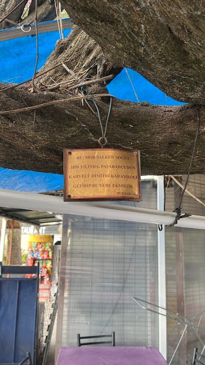 Fotoğraf 13