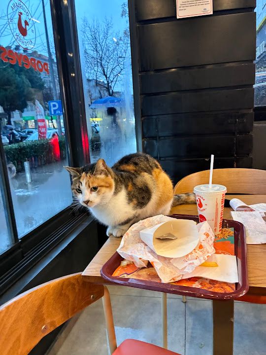 Fotoğraf 8