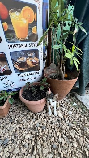 Yorum fotoğrafı 10
