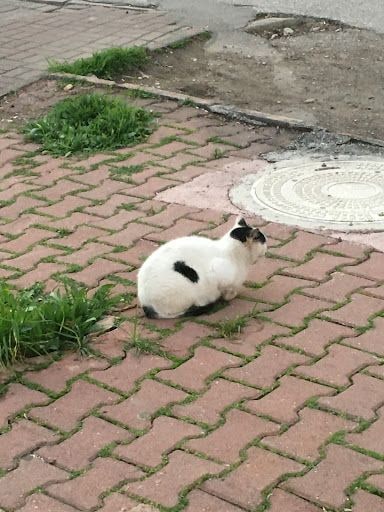Yorum fotoğrafı 4