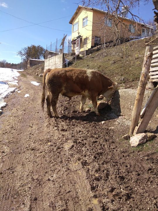 Yorum fotoğrafı 2