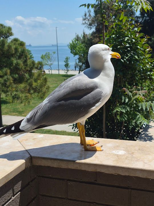 Fotoğraf 34