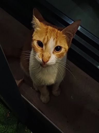 Yorum fotoğrafı 6